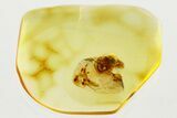 Detailed Fossil Spider (Araneae) In Baltic Amber #372512-1
